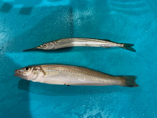 キスの釣果