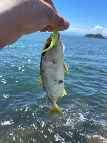 ショゴの釣果