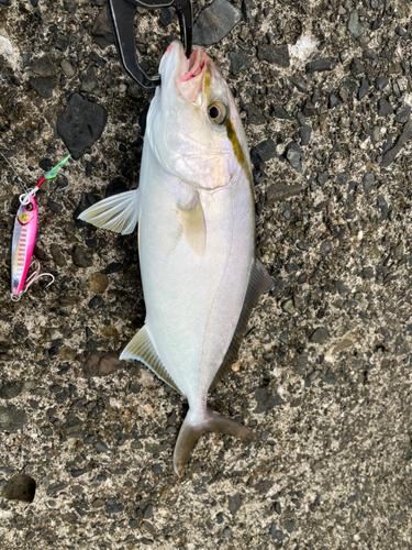 ショゴの釣果