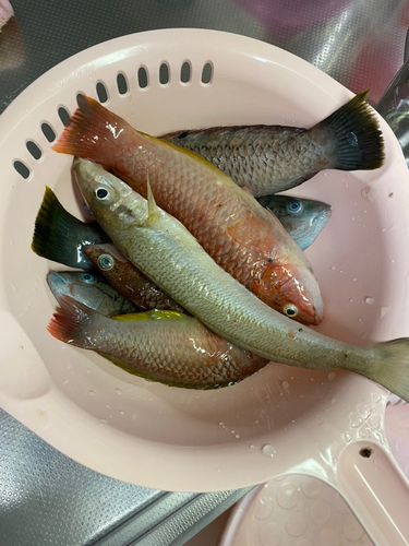 キスの釣果