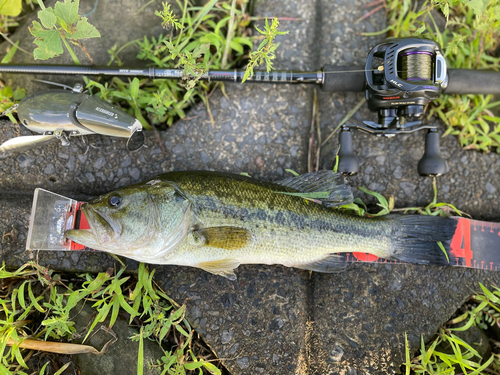 ブラックバスの釣果