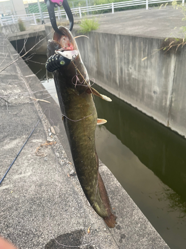 ナマズの釣果