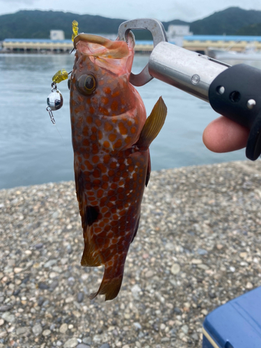 アコウの釣果