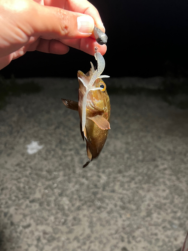 エゾメバルの釣果