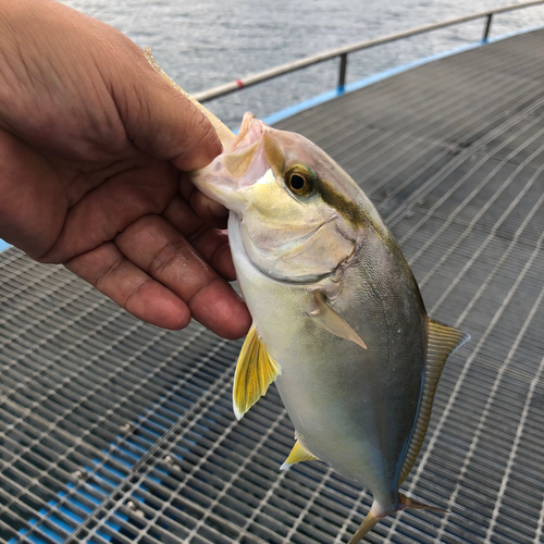 イサキの釣果