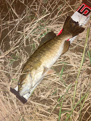 スモールマウスバスの釣果