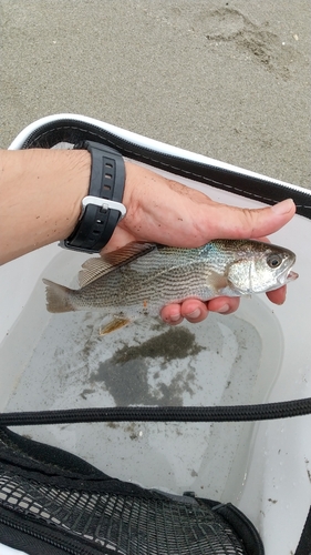 イシモチの釣果