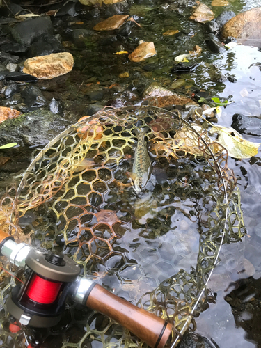 レインボートラウトの釣果