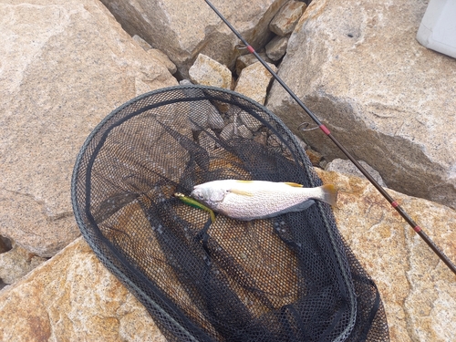 ニベの釣果