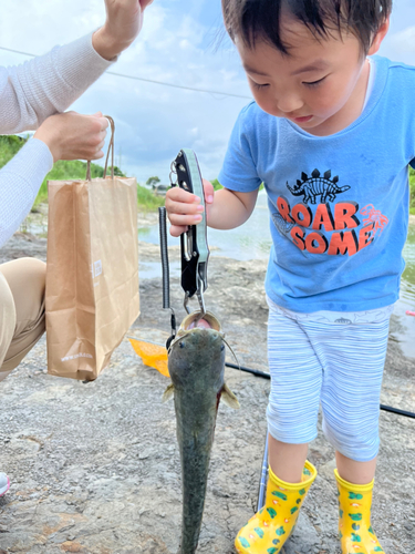 ナマズの釣果