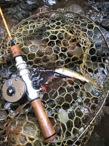 オショロコマの釣果