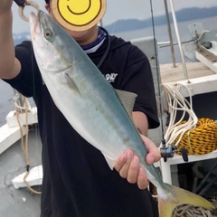 ハマチの釣果