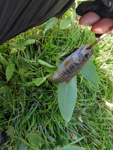 オショロコマの釣果