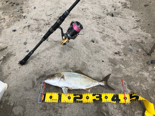 ショゴの釣果