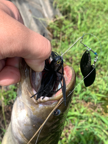 ニゴイの釣果