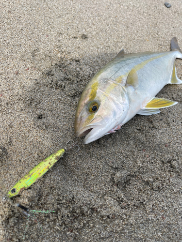 ショゴの釣果