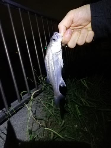 ハネ（タイリクスズキ）の釣果