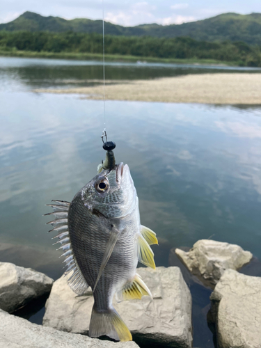 キビレの釣果