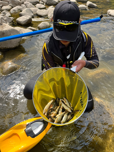 アユの釣果