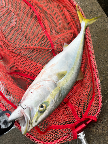 イナダの釣果