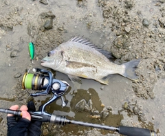 キビレの釣果