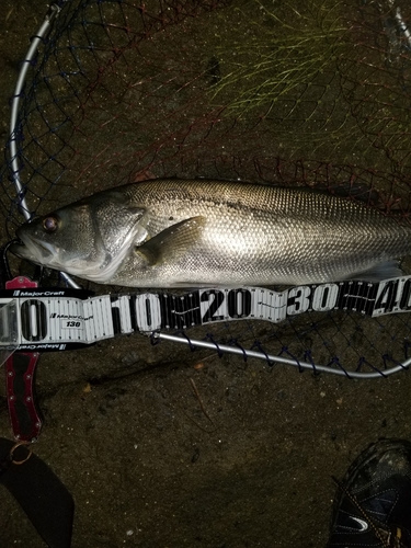 セイゴ（マルスズキ）の釣果