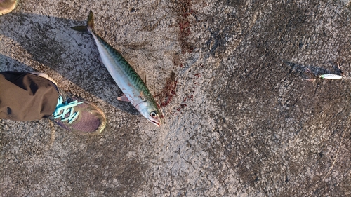 サバの釣果