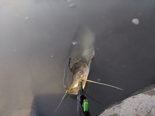 ナマズの釣果