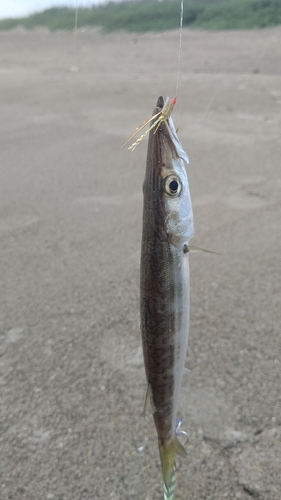 カマスの釣果