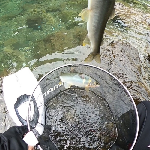 アユの釣果