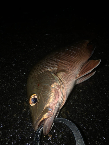 ゴマフエダイの釣果