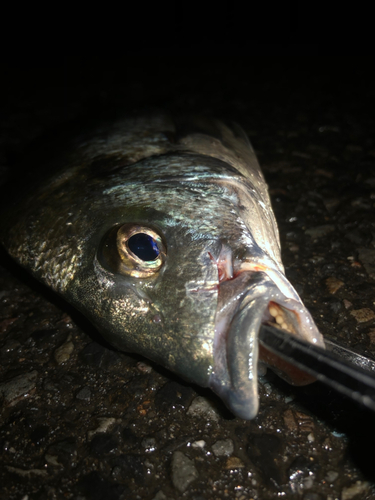 ミナミクロダイの釣果