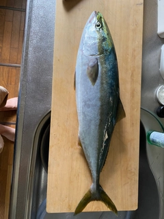 ハマチの釣果