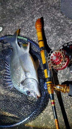 チヌの釣果
