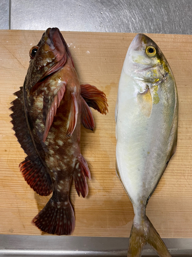 ショゴの釣果