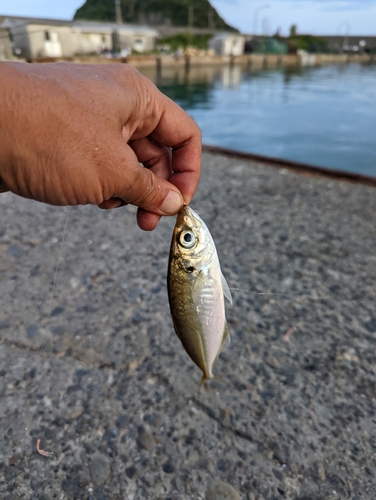 マアジの釣果