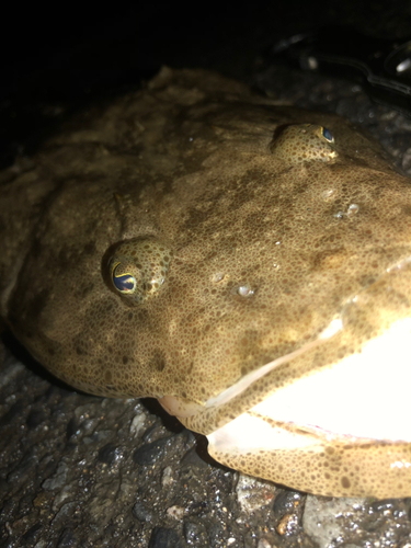 ミナミマゴチの釣果