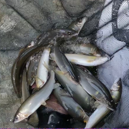 アユの釣果