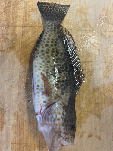 オオモンハタの釣果