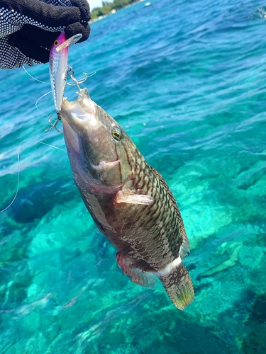 ヒロサーの釣果