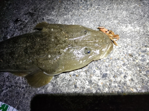 マゴチの釣果