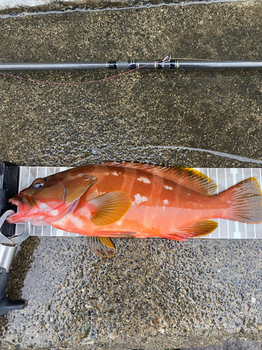 アカハタの釣果