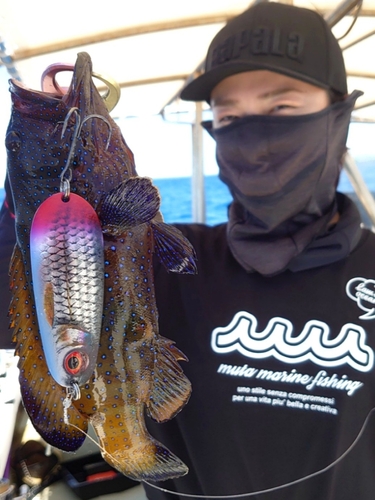 アオノメハタの釣果