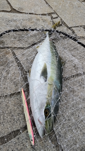 ハマチの釣果