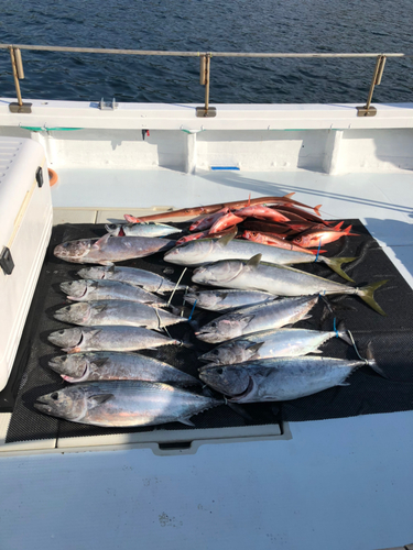 ハガツオの釣果