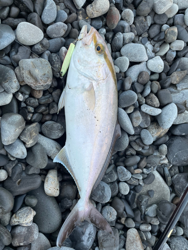 ショゴの釣果