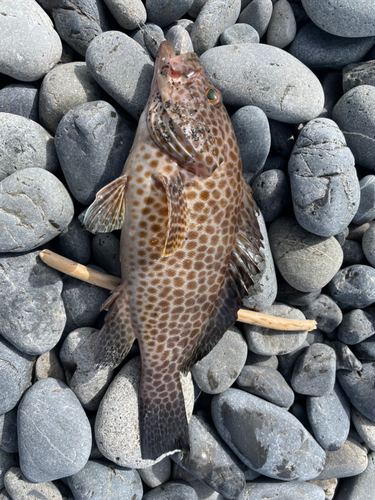 オオモンハタの釣果