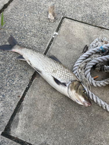 ニゴイの釣果