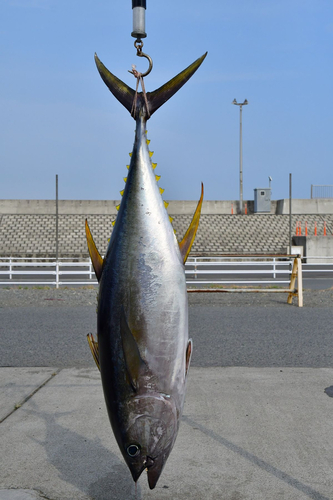 キハダマグロの釣果