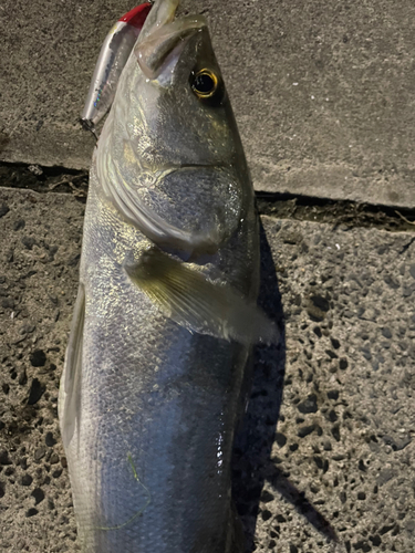 フッコ（タイリクスズキ）の釣果